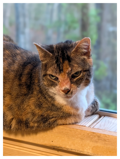 a calico cat with green eyes rests with legs tucked under on a wood windowsill looking down slightly and to the right. in the background, out of focus trees with a bit of green 