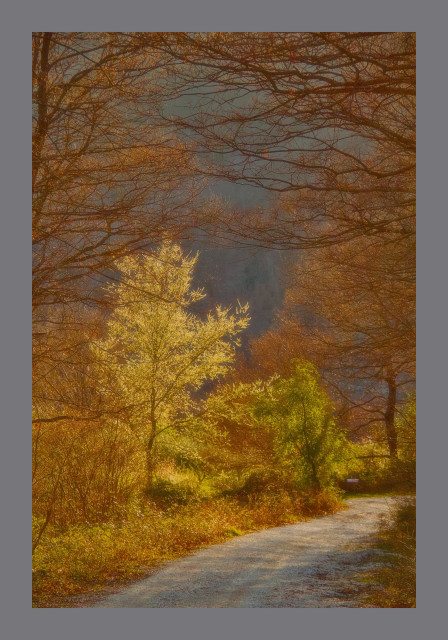 Portrait format view looking down an unpaved road. Tall, still leafless trees line the road and frame the picture. The central point is an elm tree yellow/white with spring blossom.