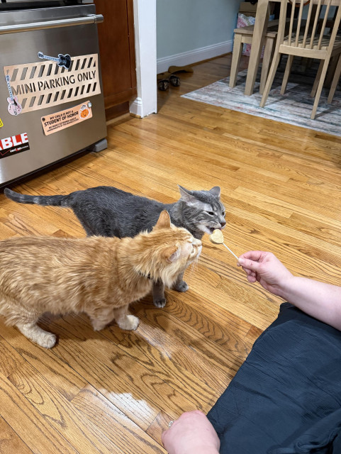 An orange medium haired cat and a grey tabby cat investigate a freeze-dried salmon treat that’s been compressed into a heart shape on a stick