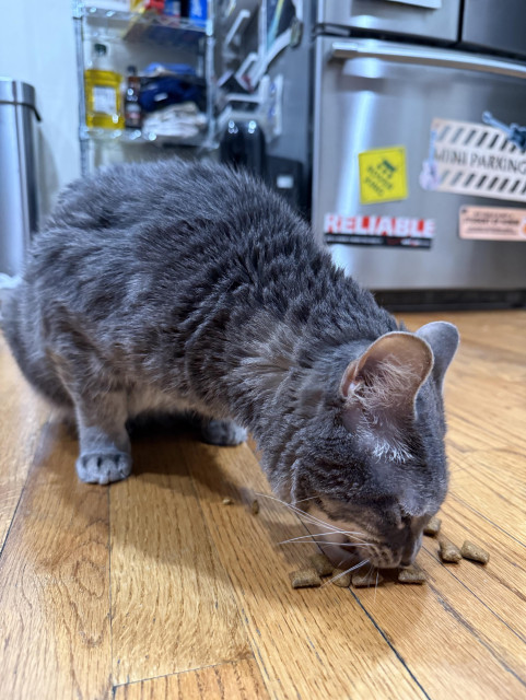 A grey tabby cat eats some cat treats off a wooden floor
