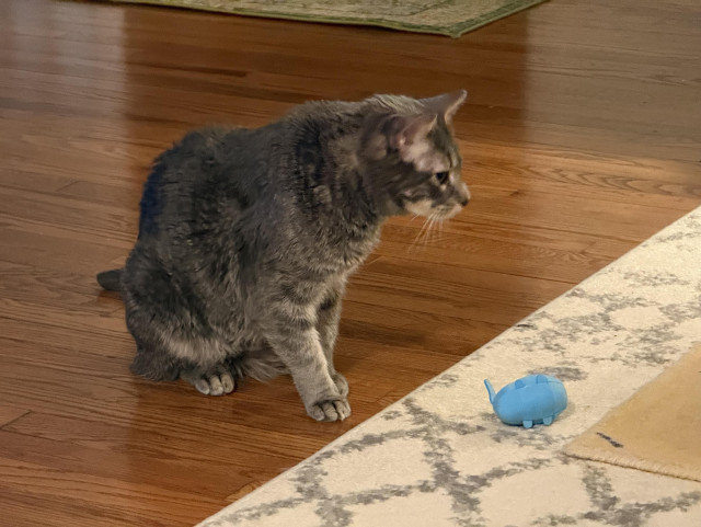 A grey tabby cat sits next to a blue cat toy on a rug