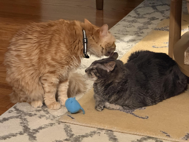 A grey tabby cat sits loaf-style while an orange medium-haired cat licks his head and ears