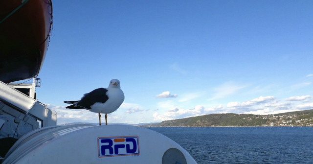 Beyond: deep blue sea and light blue sky with wispy clouds and a section of Oslo coastline (not today). Foreground, close-up, part of the deck of the Oslo ferry.  Perched on it, a seagull, at eye height, staring straight into the camera. 