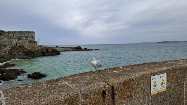 An old stone pier wall in St Ives Cornwall with aquamarine green sea and another pier beyond. On the wall, a single seagull staring into the camera.