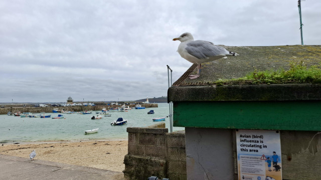 Short version: A seagull above an Avian Bird Flue warning sign. Fuller description: St Ive's Cornwall, an overcast afternoon. Just in front of us, to the right, a low moss-covered dark harbour hut. Just above us, a plump white and grey seagull is standing on the roof, placidly gazing out over the beach, green sea, anchored boats, pier and harbour to the left. Just below it, hanging on the side of the hut wall, a warning sign: Avian (Bird) Flu Is Circulating In This Area. It is illustrated with an adult, child and dog by the beach; instructions about not letting it spread; and an illustration of a seagull. It looks as if the real seagull has perched deliberately by this sign to peacefully show us how little it cares,
