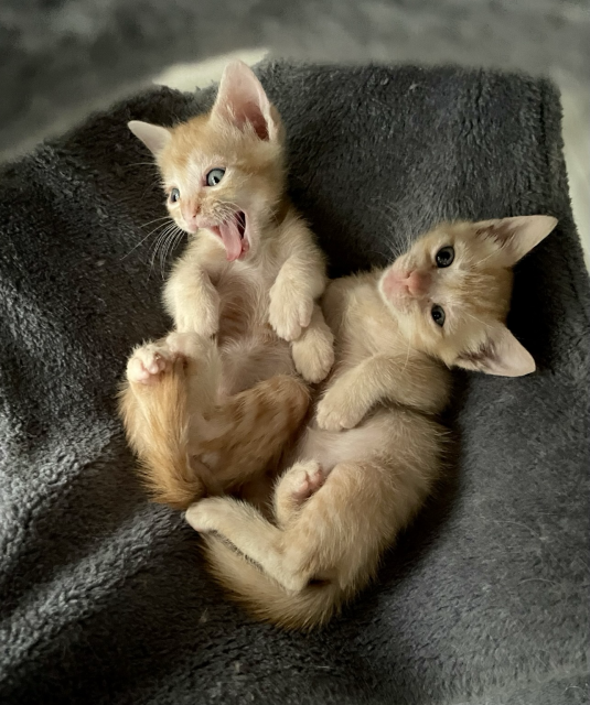 Two small orange kittens in a cat tree hammock, bellies up, the one on the left in a big yawn