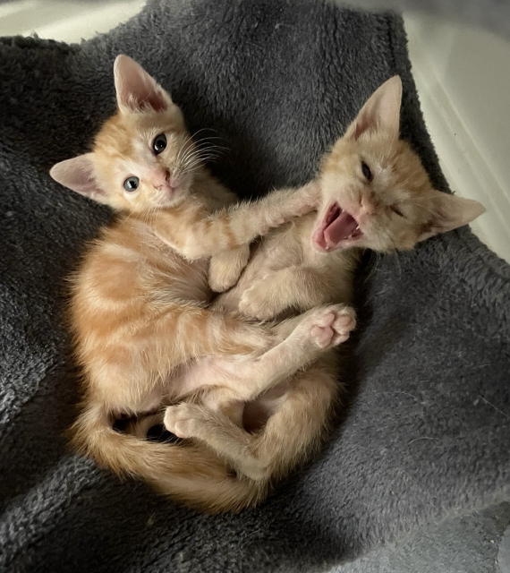 Two small orange kittens in a cat tree hammock, a touch of pink toebeans, the one on the right in a big yawn