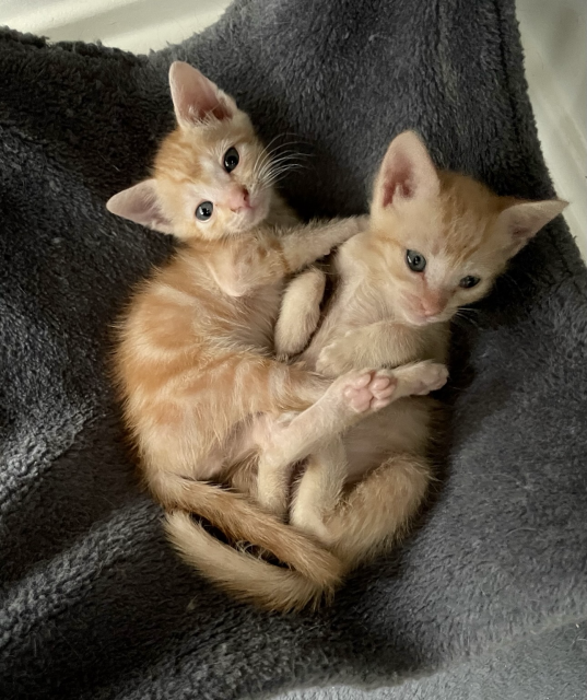 Two small orange kittens in a cat tree hammock, bellies up, one showing pink toebeans