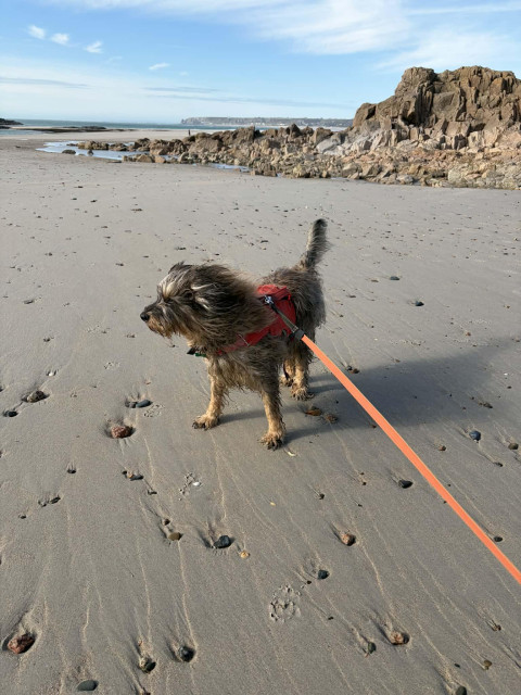 Dog standing on a sandy beach with rocks and blue sky in the background.