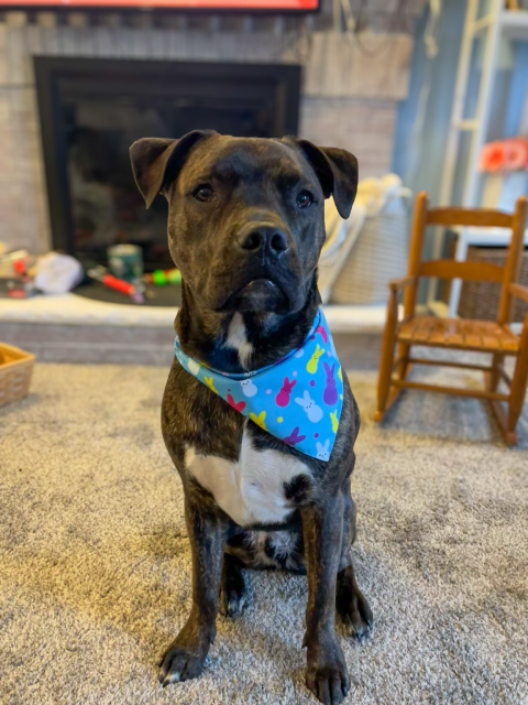 This is a picture of Winston, who is a brown large dog. He is wearing a neckerchief with a pattern of peeps‘s Lange. Winston is half Staffordshire half Boston terrier. So he is not a beagle. He is sitting in my sister‘s living room with a fireplace un lit in the background.