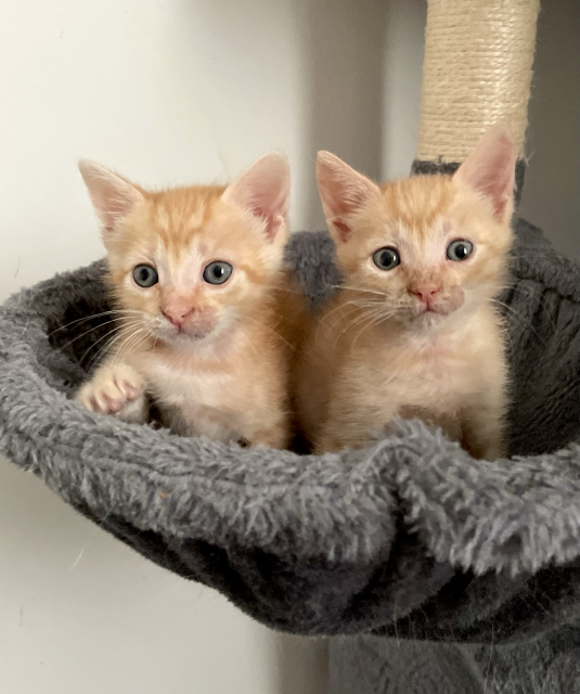 Two small orange kittens in a cat tree basket
