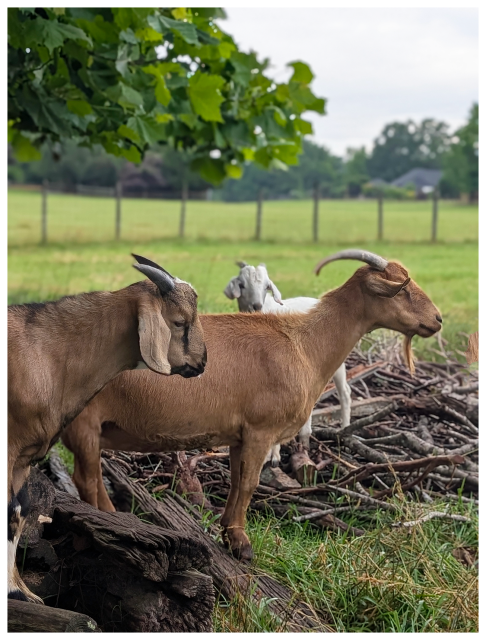 	
Three goats stand outdoors on a grassy area near a pile of branches. Two brown goats are in the foreground, facing right, while a white goat stands slightly behind them. A wooden fence and green trees are visible in the background under a cloudy sky.