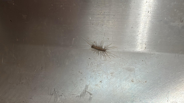 A small many legged creature insect get a stainless steel backdrop. It has way too many legs., and extremely long tail antenna thing, and two long antenna on the “front back quote