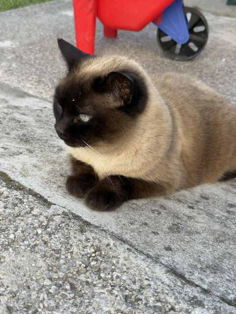 A Siamese cat sitting on a little ramp