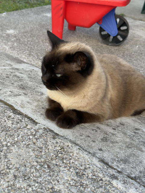 A Siamese cat sitting on a little ramp with his eyes half closed