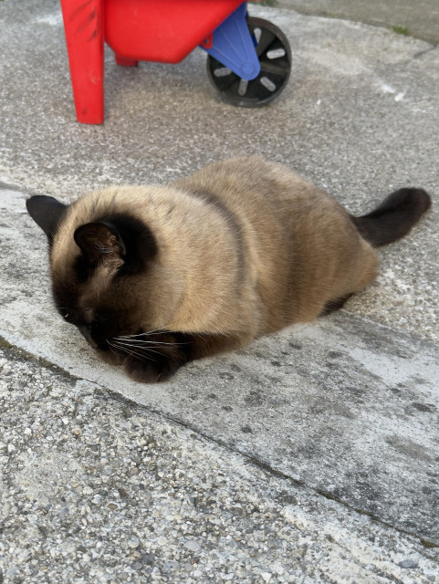 A Siamese cat sitting on a little ramp with his head down on it