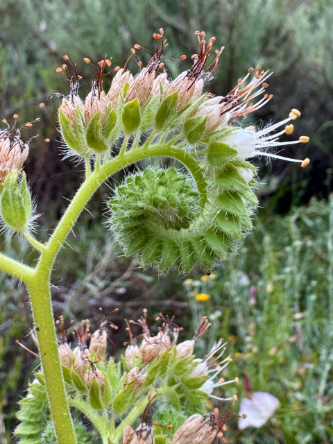 Closeup of a young wildflower that is shaped in a spiral, about to unfurl. This flower is also called the caterpillar phacelia because it resembles a fuzzy caterpillar curled up in a ball. The stem and flower buds are light green, and the actual flowers are a very pale pink with long stamen. Spotted in the Irish Hills of San Luis Obispo, California