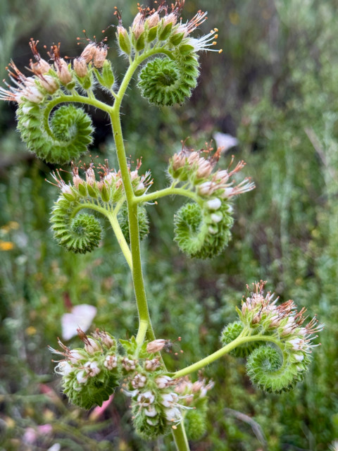 This flower is also called the caterpillar phacelia because it resembles a fuzzy caterpillar curled up in a ball. The stem and flower buds are light green, and the actual flowers are a very pale pink with long stamen. Spotted in the Irish Hills of San Luis Obispo, California