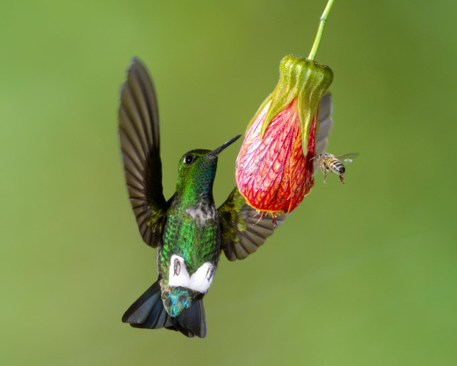 A truly beautiful glittering emerald green hummingbird with fluffy white leg puffs and a cute white "bib" is flying in to sip from a red Japanese lantern flower.  On the opposite side of the flower. a European honey bee approaches to steal a sip unchallenged.  Birb is the Emerald-bellied Puffleg, truly one of the most beautiful pufflegs. Gardens at Owlet Lodge, Peru, where a great many species of hummingbirds are happy to fly in and check out anything red for potential nectar... Photo by Peachfront.