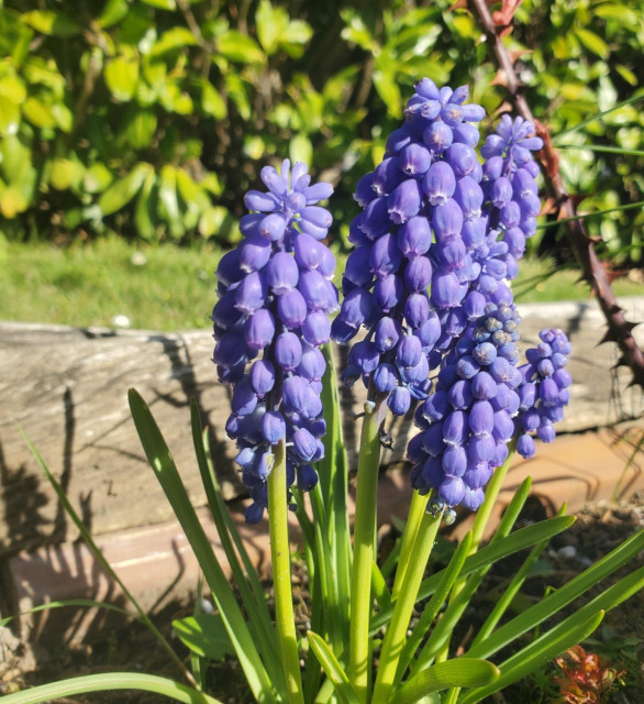Close-up of several clusters of vibrant purple grape hyacinth flowers with green stems and leaves, backlit by sunlight in a garden setting.