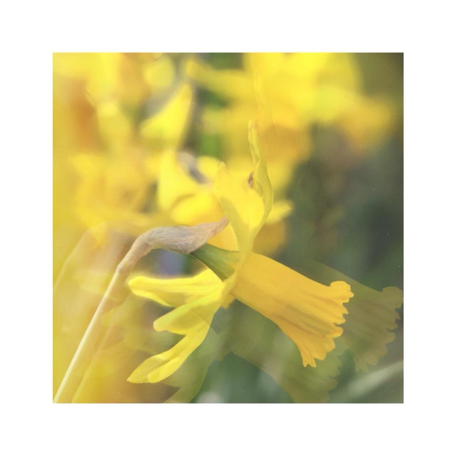 a square image showing a bunch of daffodils near and far. only the closest blossom is in sharp focus, all the others are melting together to some soft blurry yellow background