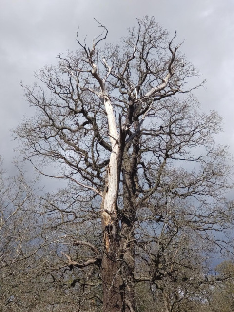 One leafless oak tree alive, with a dead one in front of it. Both tall. Cloudy background.