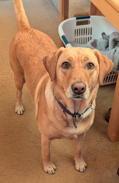 Golden lab is standing next to her white towel basket that lives by the front door. 