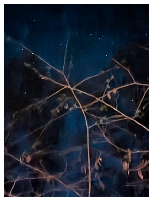 bare branches with a few dried leaves in the foreground stretch diagonally across a dark blue night sky. small, scattered stars are faintly visible in the background.