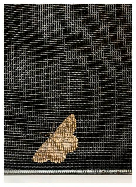 a moth on the other side of a screen window at night, illuminated by interior light.
