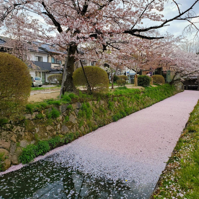 A pink floating 'raft' of cherry blossom petals fills the canal beside the Philosopher's Path.