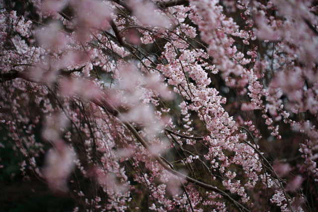Blossoms along the Philosopher's Path.