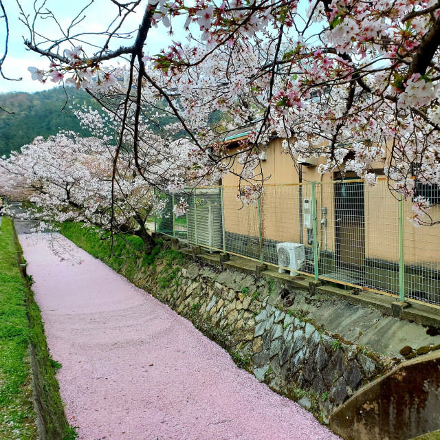 A pink floating 'raft' of cherry blossom petals fills the canal beside the Philosopher's Path.