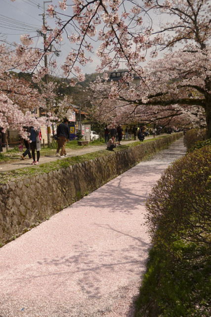 A pink floating 'raft' of cherry blossom petals fills the canal beside the Philosopher's Path.