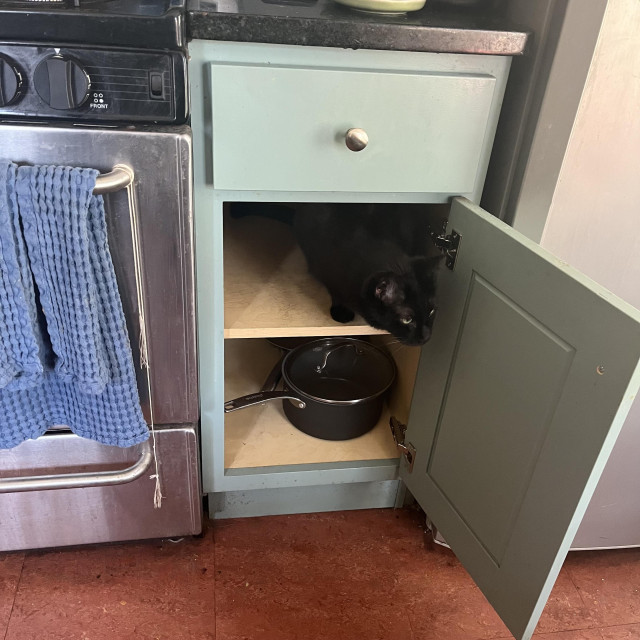 a black cat peers out of an open cabinet in the kitchen