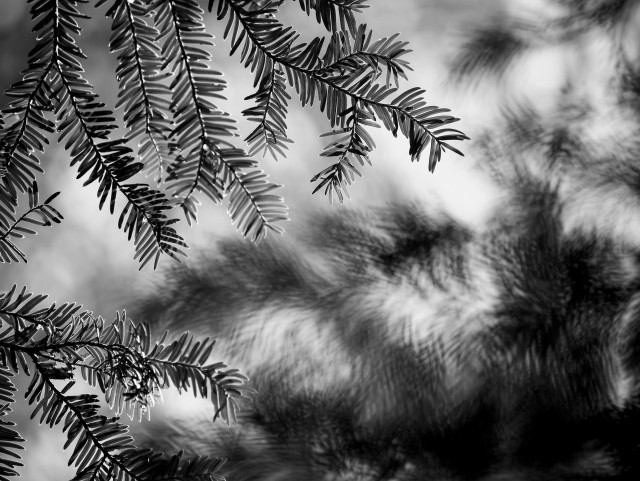 Black and white landscape-format image showing the narrow leaves of a conifer tree in the top left and bottom left edge of the frame in sharp focus and highlighted by the sun, while the centre and right side of the scene is filled with the blurred presence of darker leaves on a neighbouring tree, creating ghostly swirling shapes.