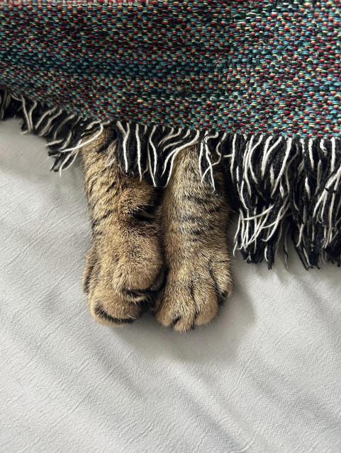 my tabby cats feet poking out from under a blanket on my bed.