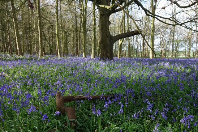 Bluebells flowering in a woodland, painting the woodland blue