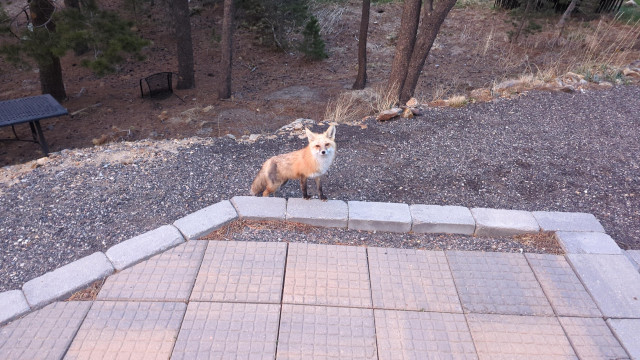 A young fox, standing on the edge of a stone patio. It's looking directly at the camera. In the background and downhill a bit, several pieces of patio furniture are visible.