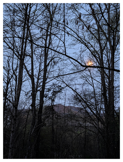 tall, leafless trees stand silhouetted against a dusky blue sky. a bright, orange-yellow moon glows through thin branches, partially obscured. a forested mountain ridge is visible in the distance. 