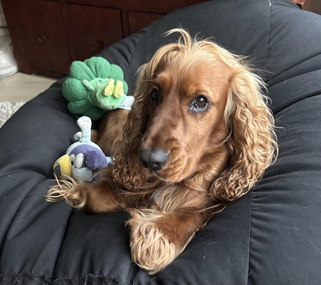 A golden cocker spaniel dog is looking toward the camera while he’s comfortably sunk into his black beanbag bed. He has a couple of small soft toys for company.