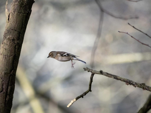 Chaffinch diving from one branch to the next.