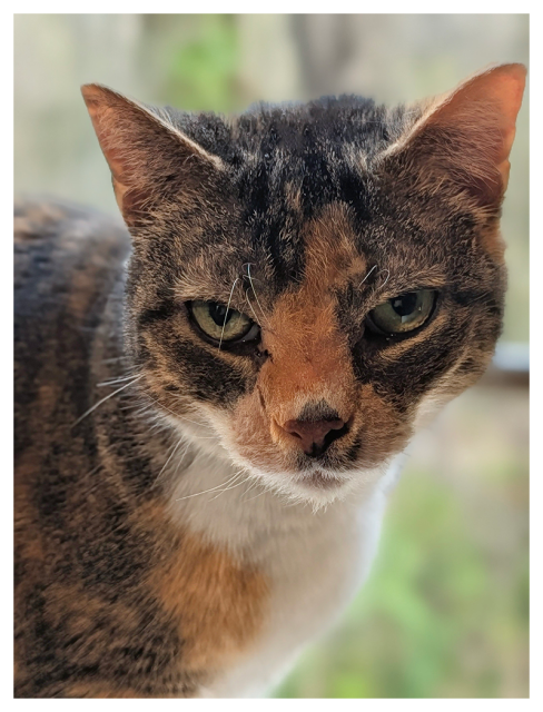 Close-up of a calico cat with green eyes making eye contact. the background is an out of focus window and green plants/trees.