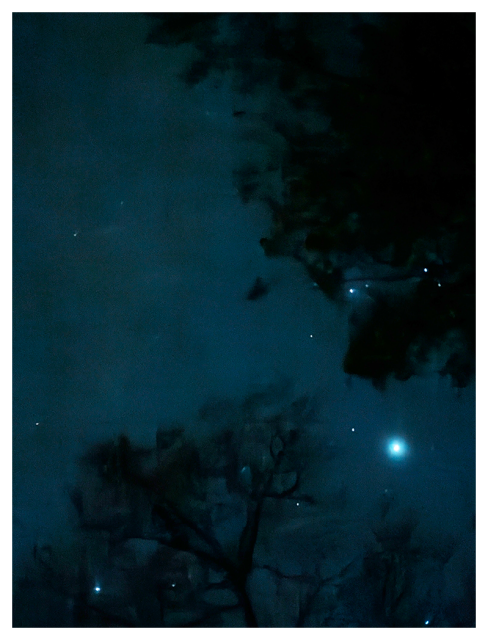 starlit night framed by dark silhouettes of tree branches and leaves. faint stars and one bright celestial object are visible, casting a serene blue glow. 