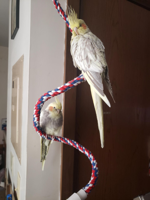 Peppercorn (left) and Parmesan (right) are sitting on a slightly bouncy rope perch hanging from the ceiling. They're both pretty comfy, especially Pepper who is working on becoming an orb. 