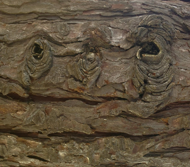 Close-up of textured tree bark resembling a face with two large knots as eyes and smaller knots forming a nose and mouth.