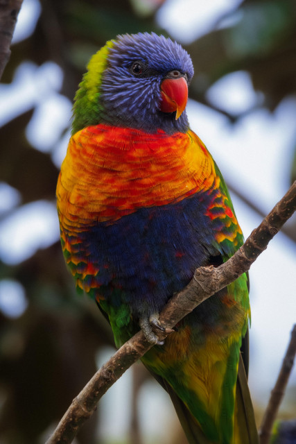 Rainbow lorikeet in a magnolia tree.