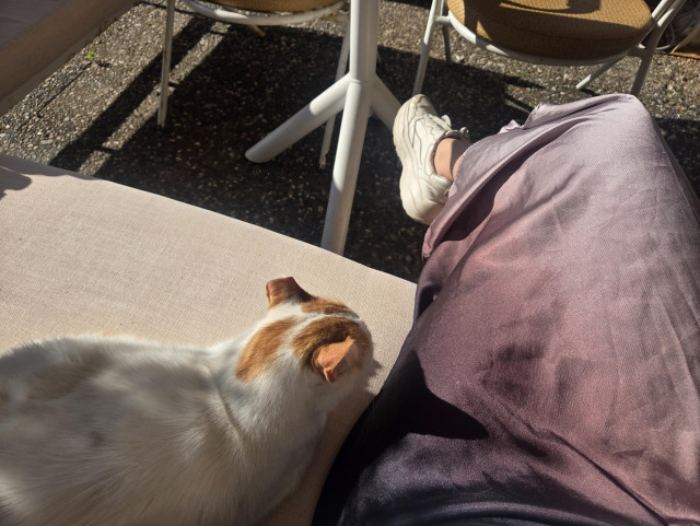 Cat sitting next to me while drinking coffee in the morning