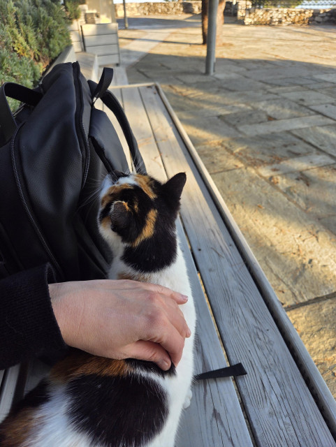 A chonky half calico cat drooling all over my bag on a bench