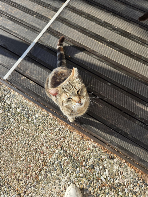 Another cat on a bench, this one is more of a tabby