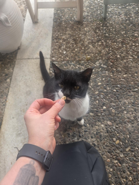 Secretly feeding a black and white cat at a restaurant 